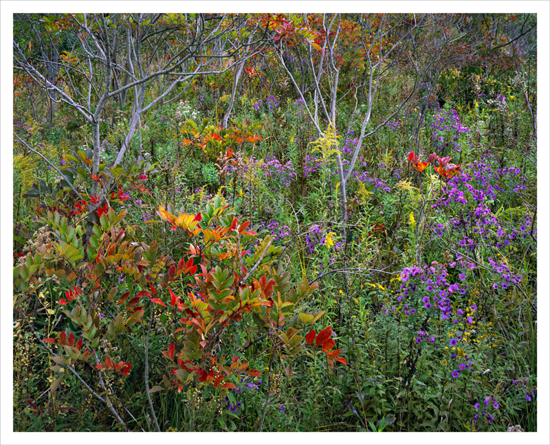 Sumac and Asters
